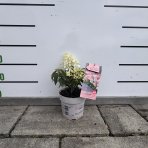 Hortenzia metlinatá (Hydrangea paniculata) ´GROUNDBREAKER® BLUSH´ by LIVING CREATIONS®´ - výška 20-30 cm, kont. C1.5L